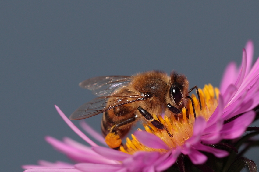 Letztmals Pollen sammeln! Dettingen a.d. Erms, Biosphärengebiet schw. Alb