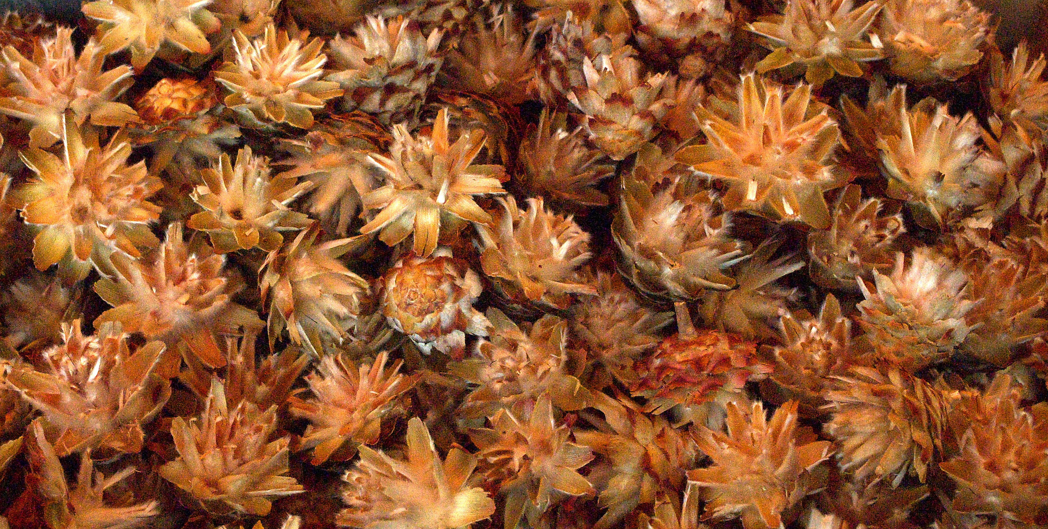 leucadendron