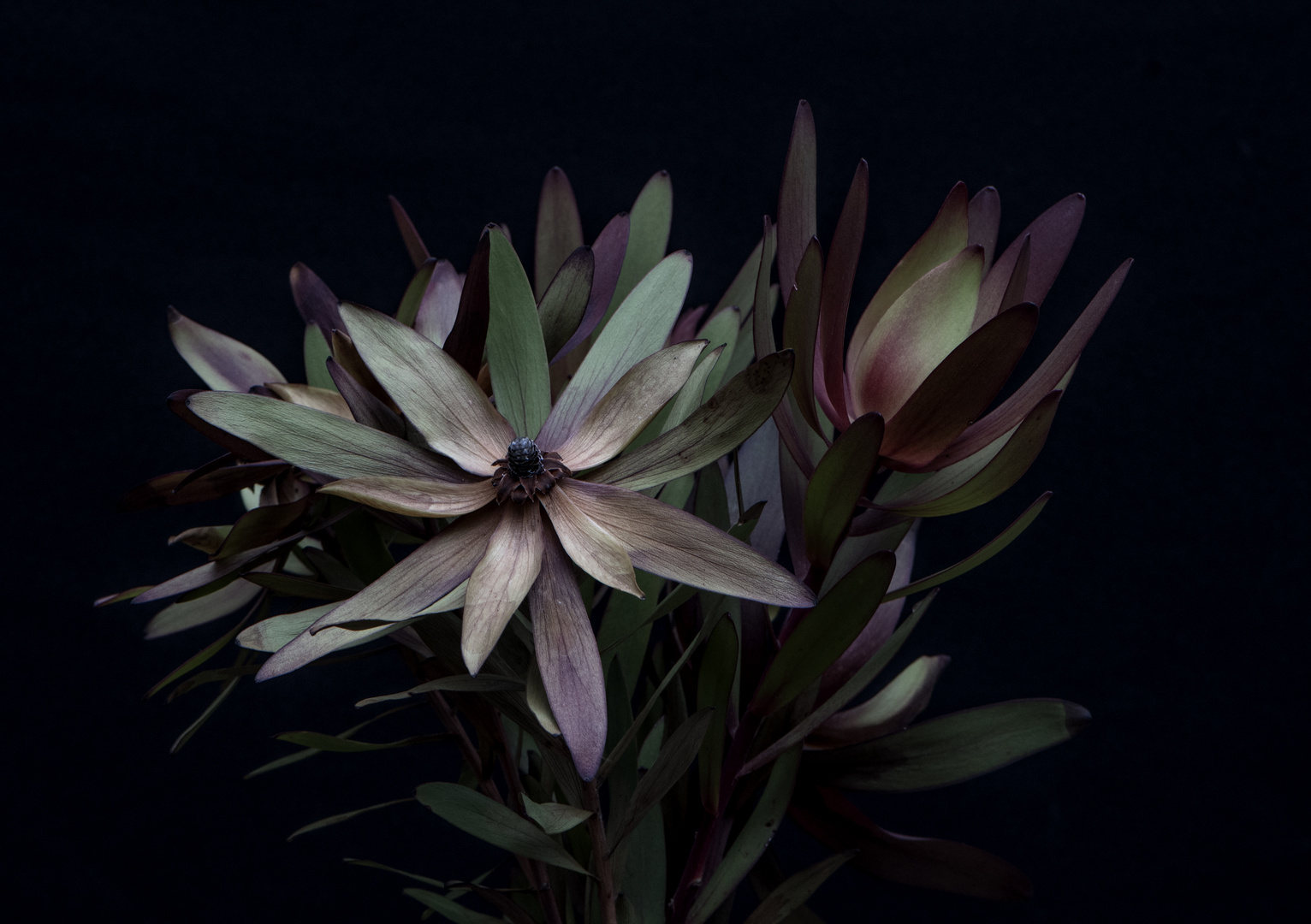 Leucadendron