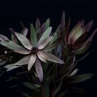 Leucadendron