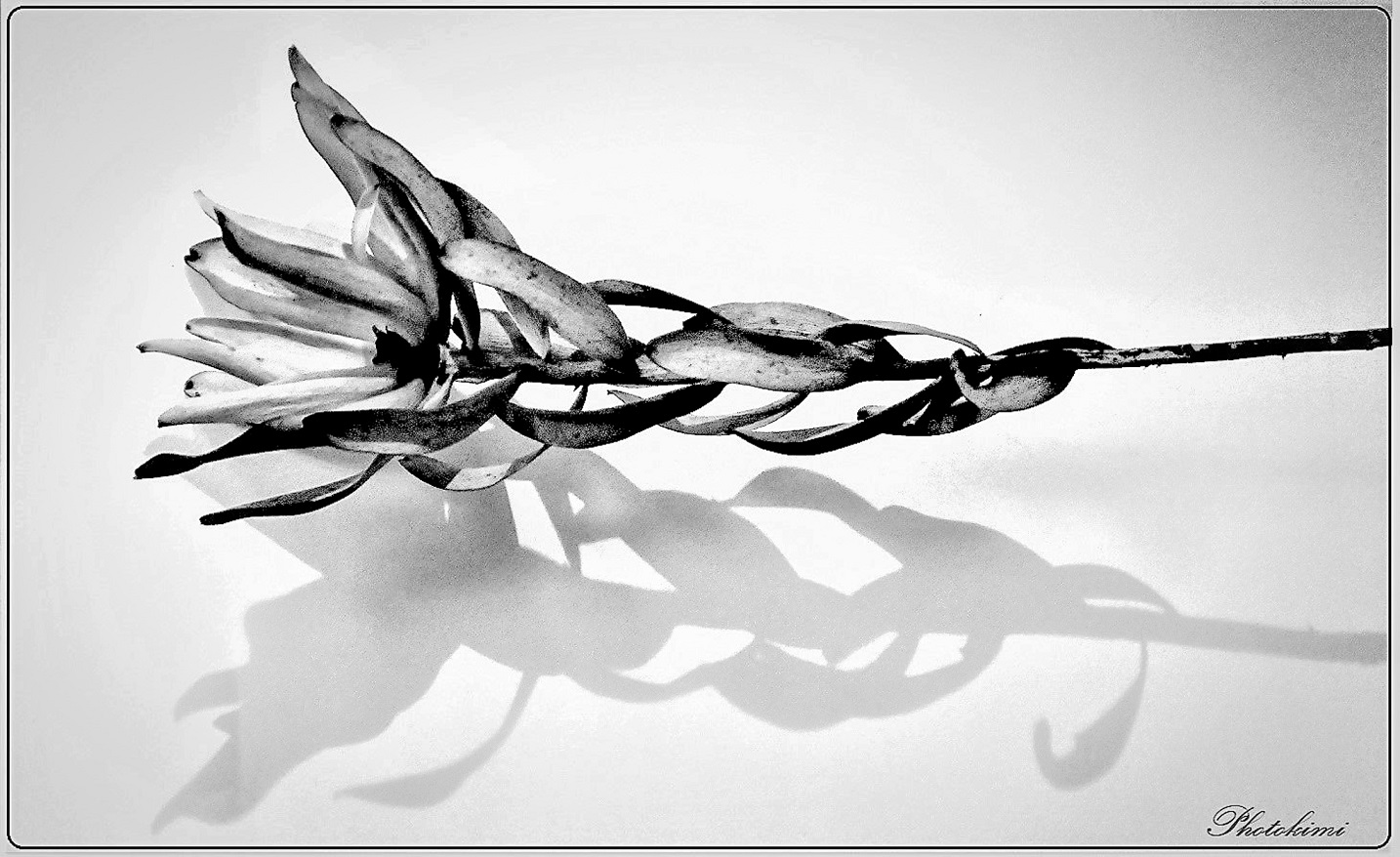 Leucadendron mit seinem Schatten