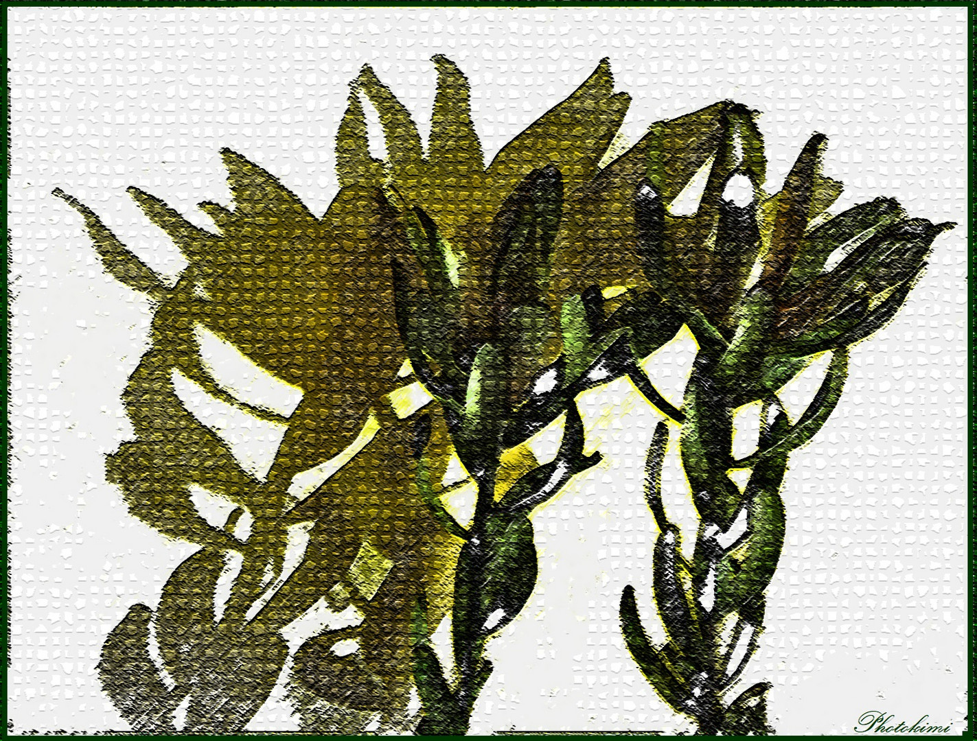 Leucadendron mit seinem Schatten (II)