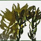 Leucadendron mit seinem Schatten (II)