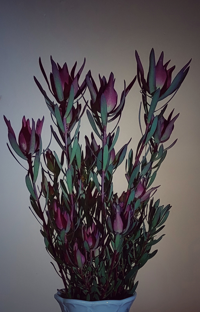 Leucadendron salignum