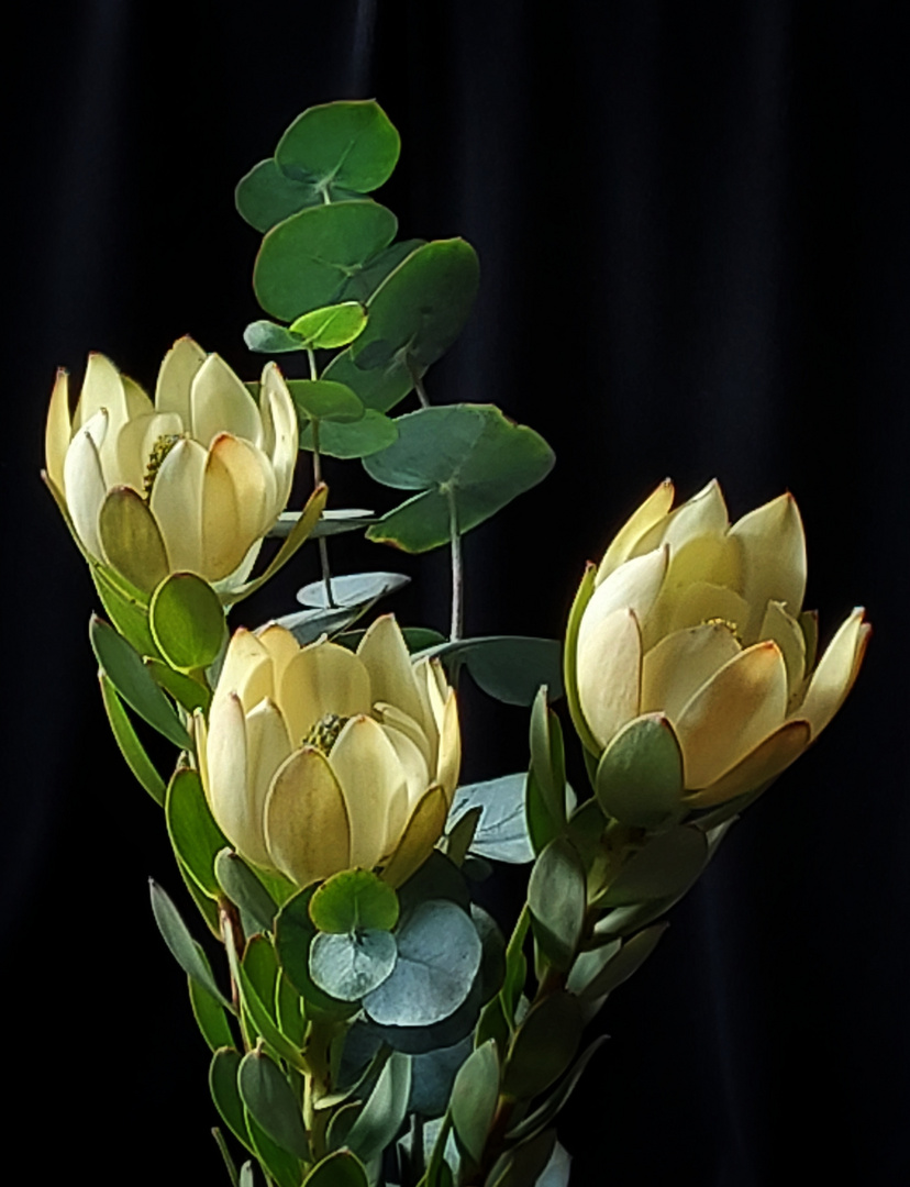 Leucadendron strobilinum Druce