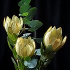 Leucadendron strobilinum Druce