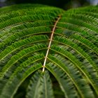 Leucaena leucocephala