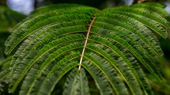 Leucaena leucocephala