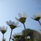 Leucantemun