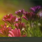 Leucanthemum...