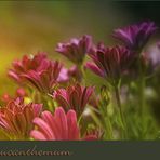 Leucanthemum...