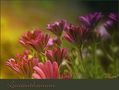 Leucanthemum... von Wolfgang B. Scheifers