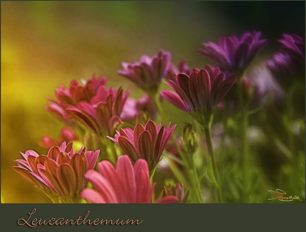 Leucanthemum...