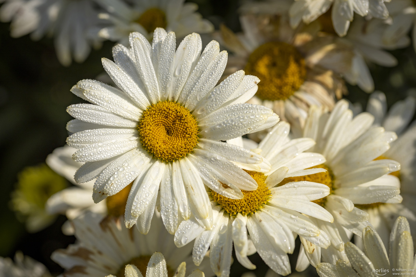 leucanthemum