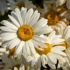 leucanthemum