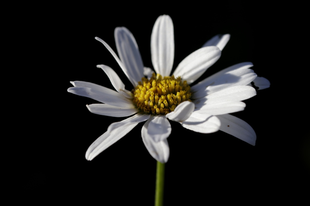 Leucanthemum