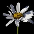 Leucanthemum