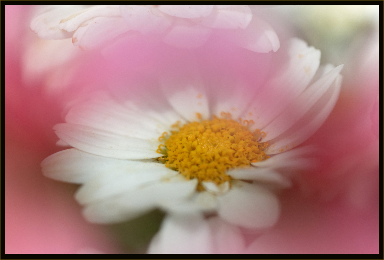 Leucanthemum