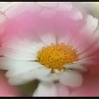 Leucanthemum