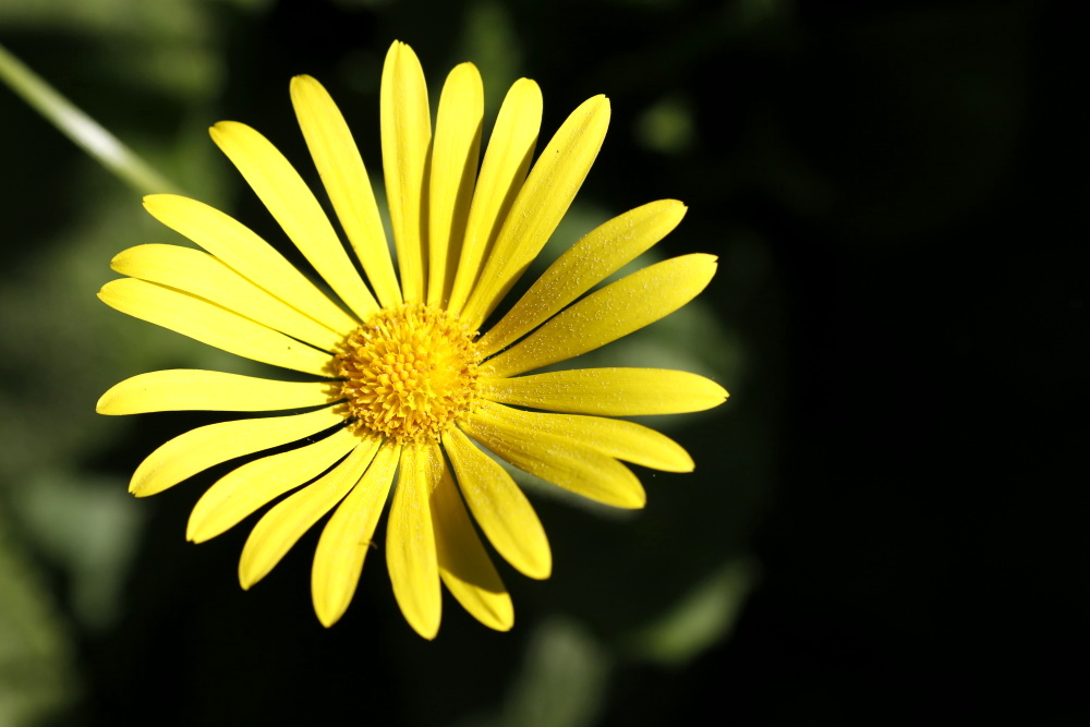 Leucanthemum