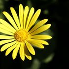 Leucanthemum