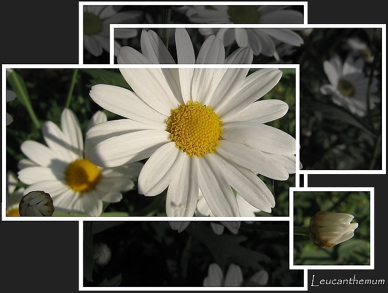 Leucanthemum