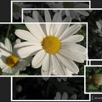 Leucanthemum