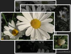 Leucanthemum