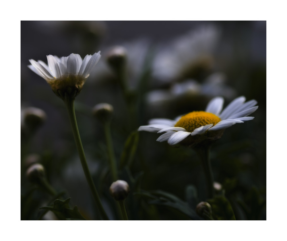 Leucanthemum....