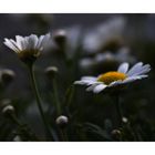 Leucanthemum....