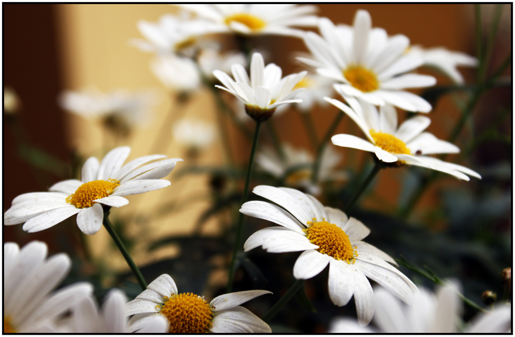 [Leucanthemum]