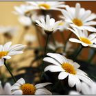 [Leucanthemum]