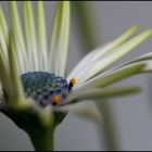 Leucanthemum