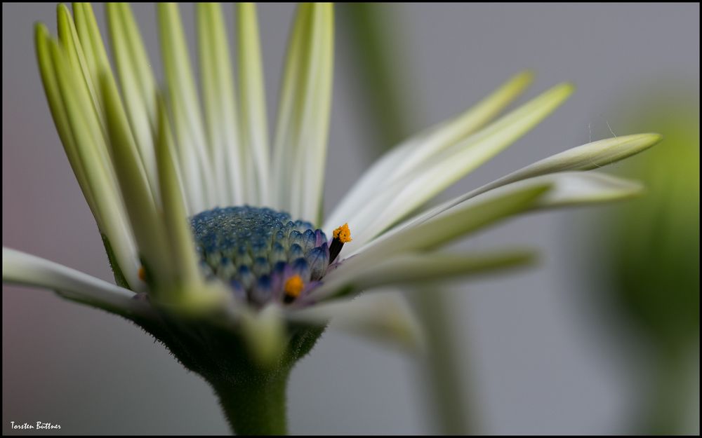 Leucanthemum