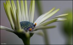 Leucanthemum