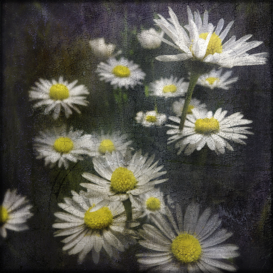 Leucanthemum