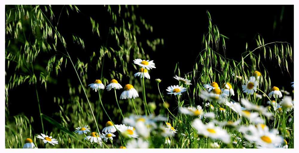 Leucanthemum