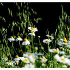 Leucanthemum