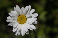 Leucanthemum