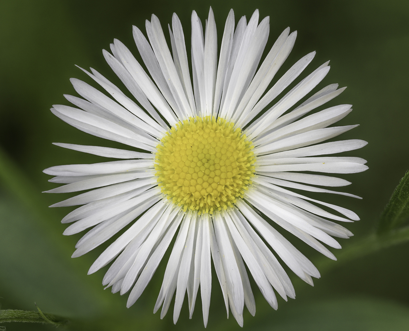 Leucanthemum