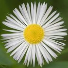 Leucanthemum