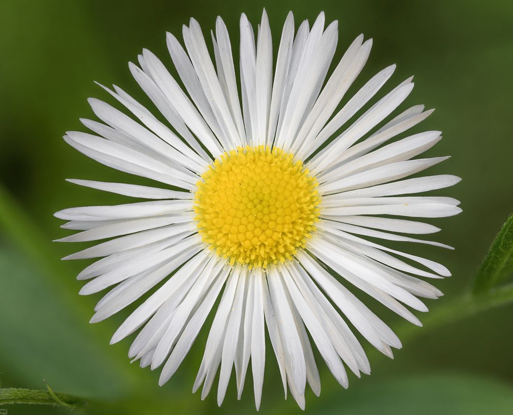 Leucanthemum