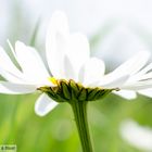 Leucanthemum, die gemeine Magerite