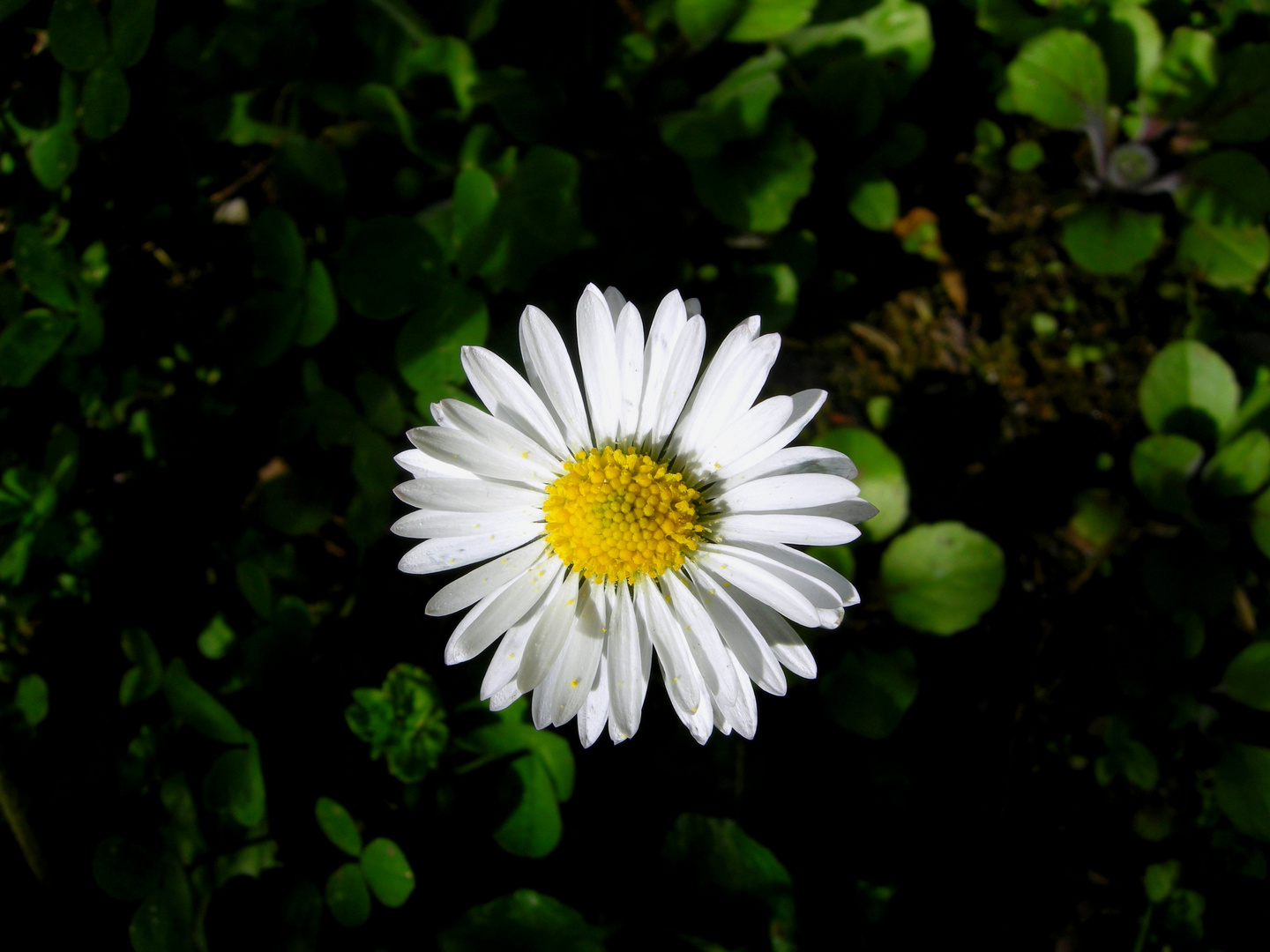 Leucanthemum