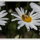 Leucanthemum