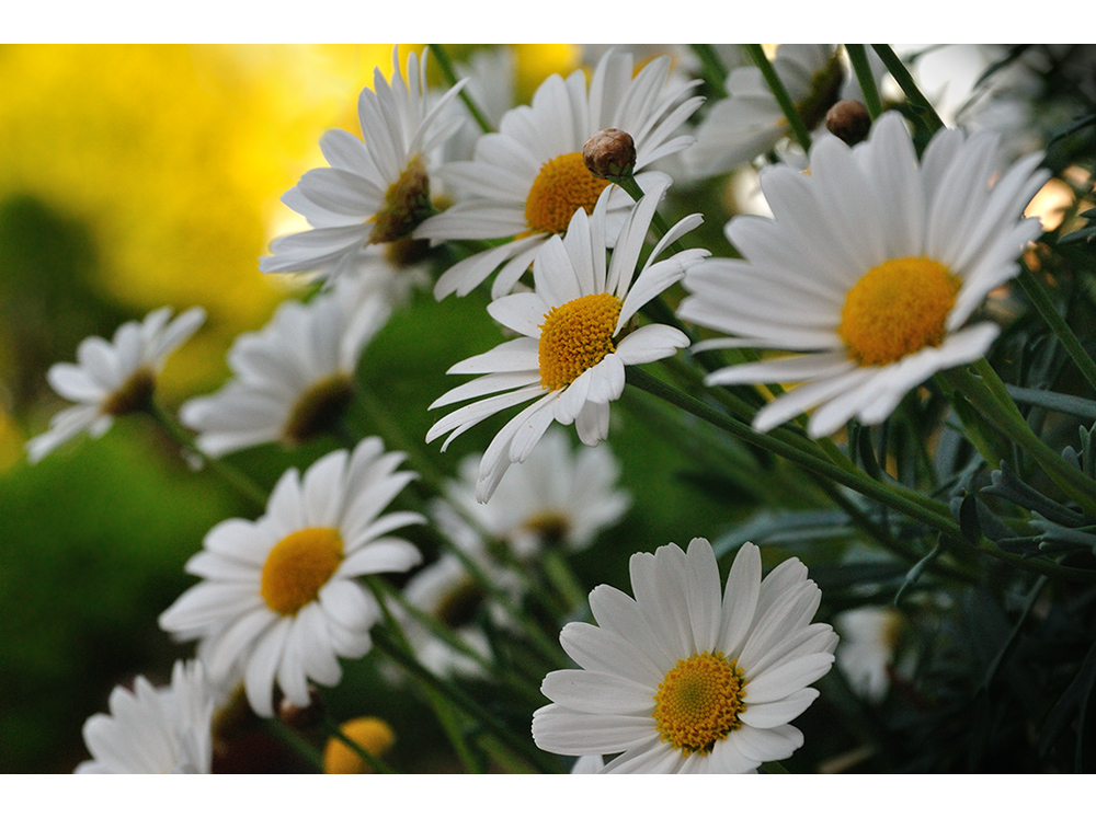 Leucanthemum