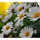 Leucanthemum