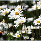 ~~~ Leucanthemum ~~~