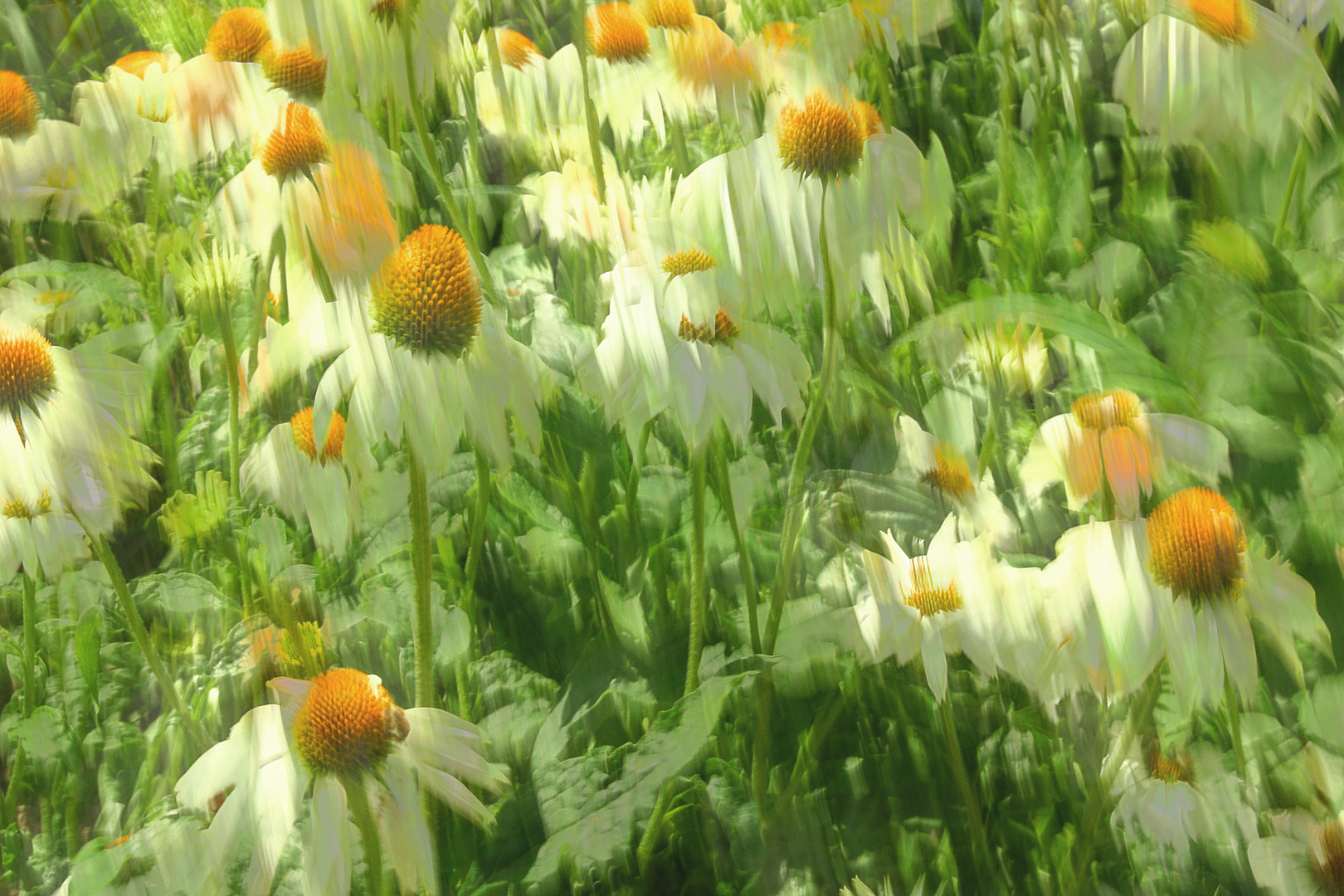 Leucanthemum