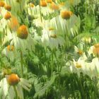 Leucanthemum